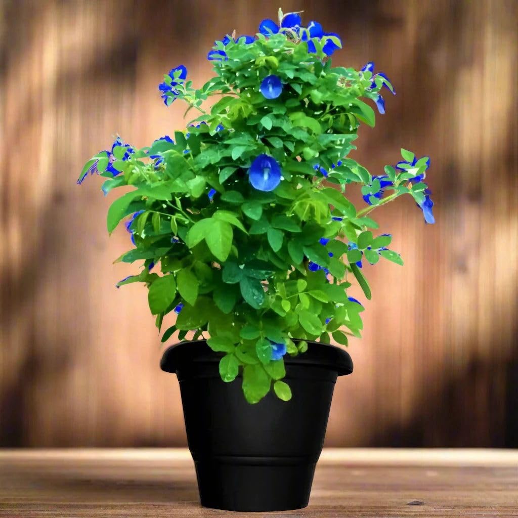 Live Blue Aparajita Flower Climber | Butterfly Pea Asian Pigeonwings Clitoria Ternatea | Live Plant For Herbal and Medicinal Uses with Suitable Pot (Pack Of 1) | BEST FOR DIWALI PUJA AND GIFT - Seeds Ville