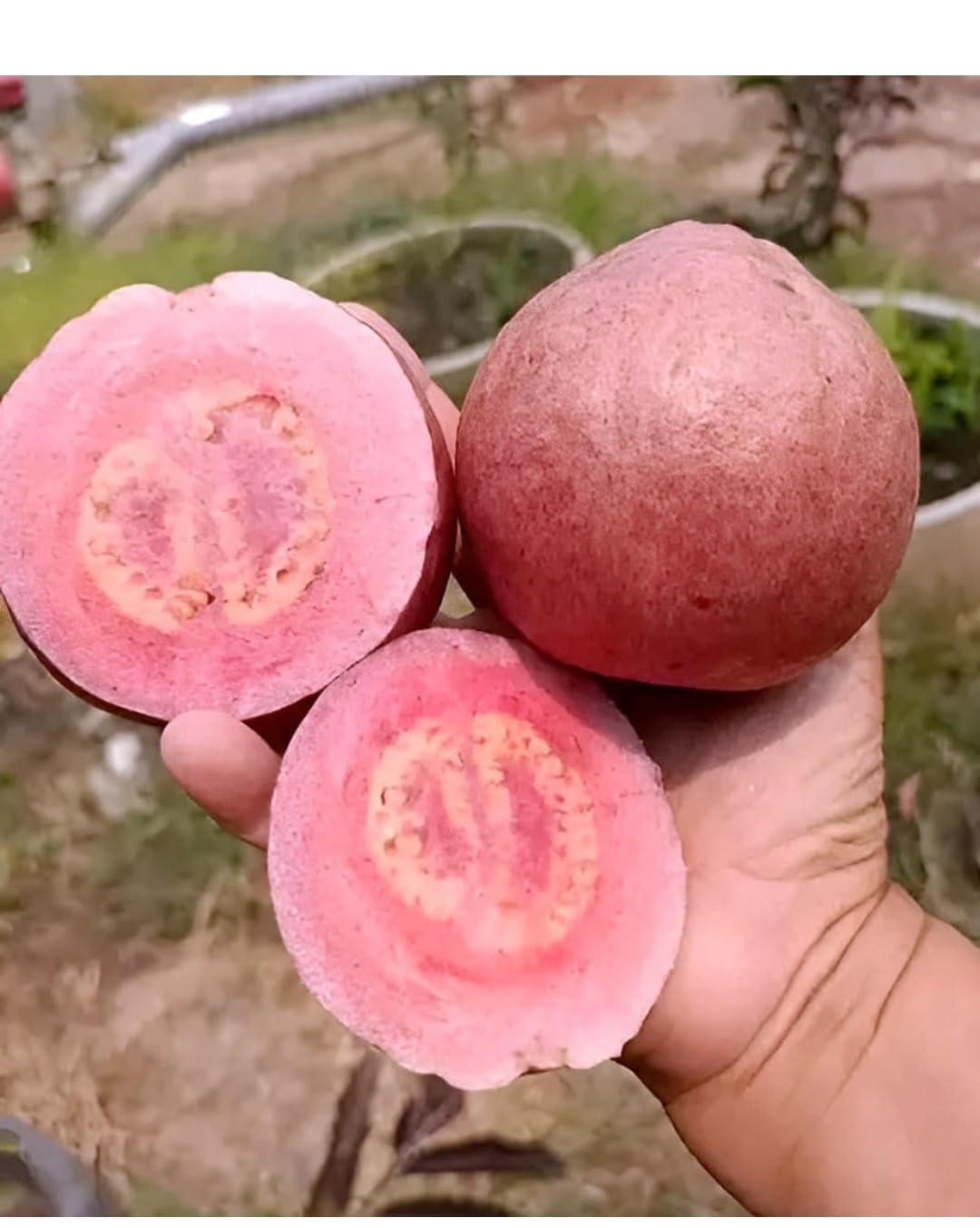 Red Guava Tree with Purple Leaves, Live Fruit Plant, Tropical Garden