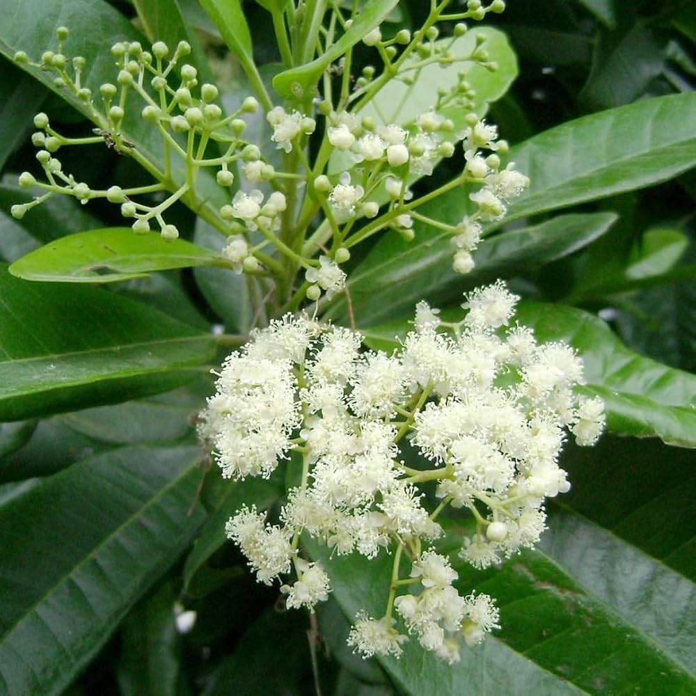 All Spice Plant/Sarvasugandhi/Jamaica pepper (Pimenta dioica) Flowering/Ornamental/Medicinal Meat Masala Live Plant