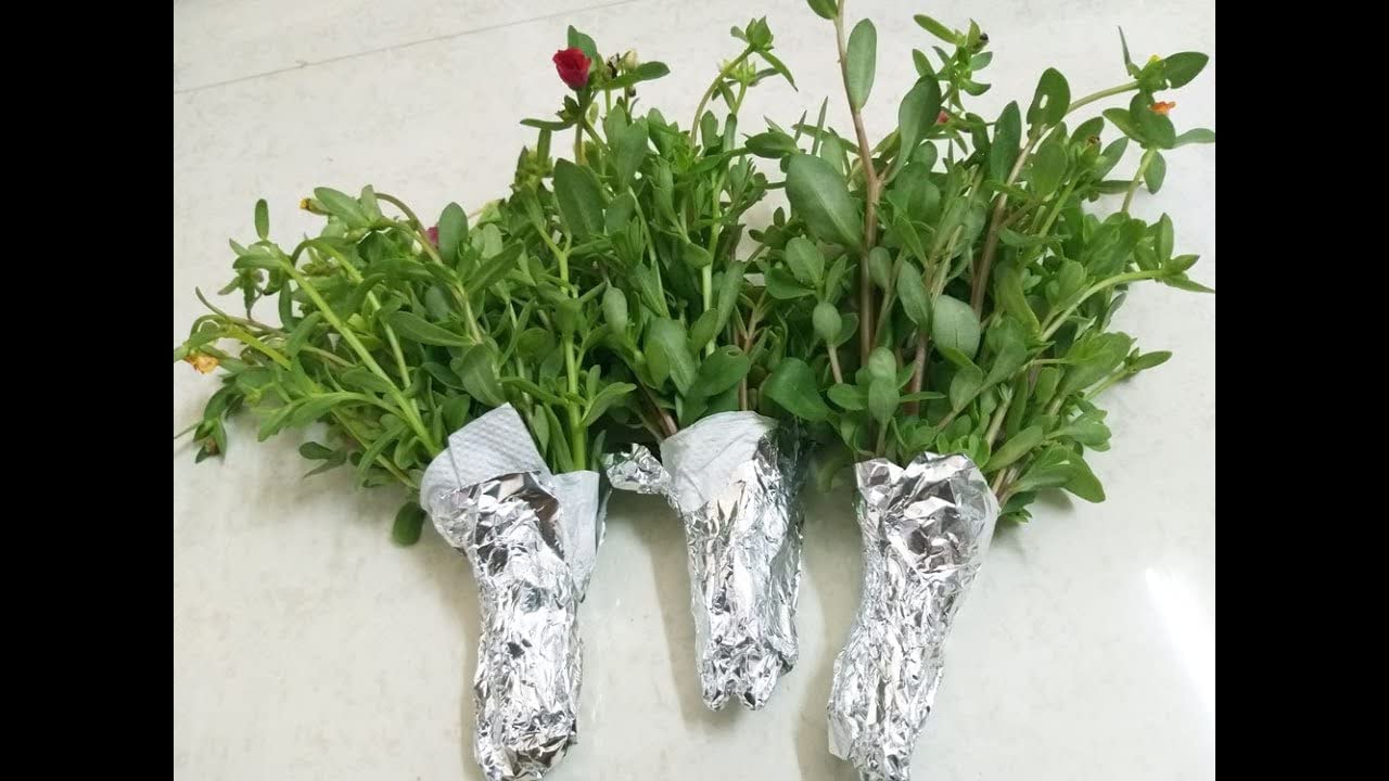 Cypress Portulaca Oleracea, purslane mixed colours Live plant cuttings without roots of 15 Cuttings(5 to 7 colours) - Seeds Ville