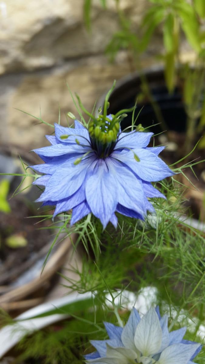 Blue Love in a Mist, Nigella Damascena Flower Seeds, 100 Count, Flower Seeds for Planting