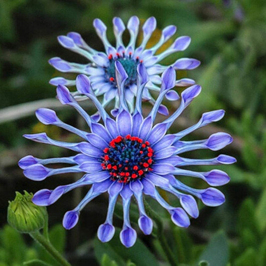 Rare Blue Daisy Colorful Flowers Seeds Garden Plants - 20+ Seeds Pack - Seeds Ville
