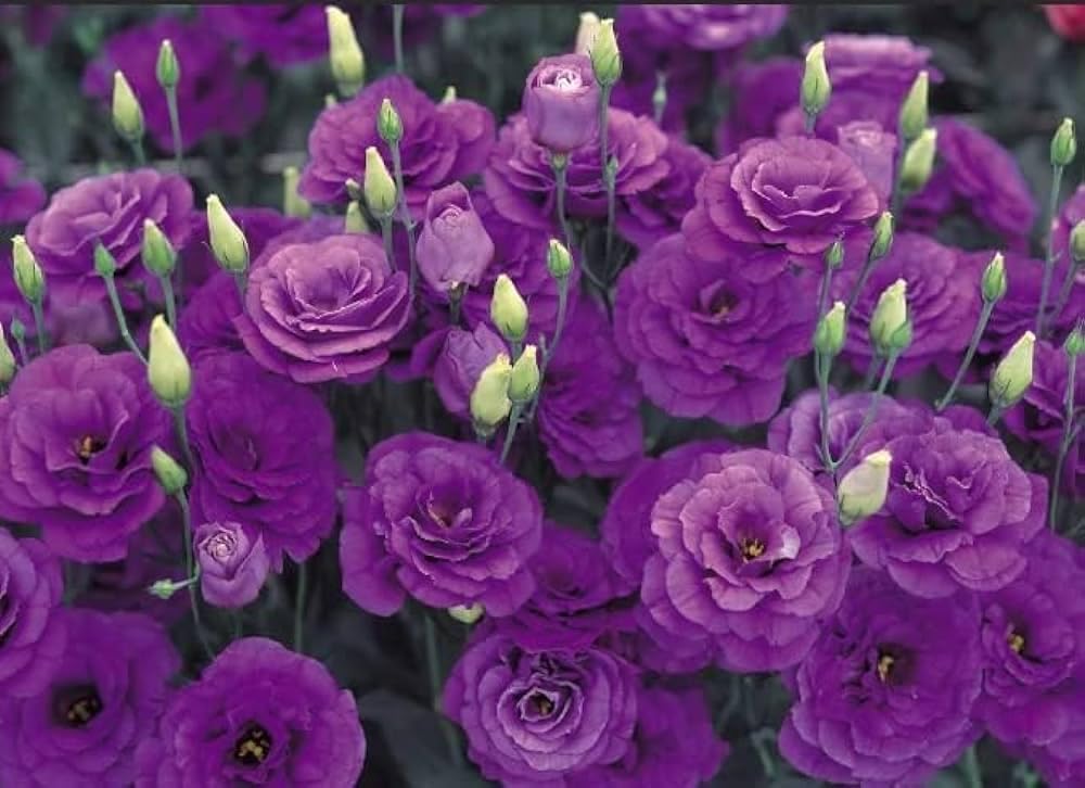 All Season Lisianthus live flower plant for gardening Pack of 1