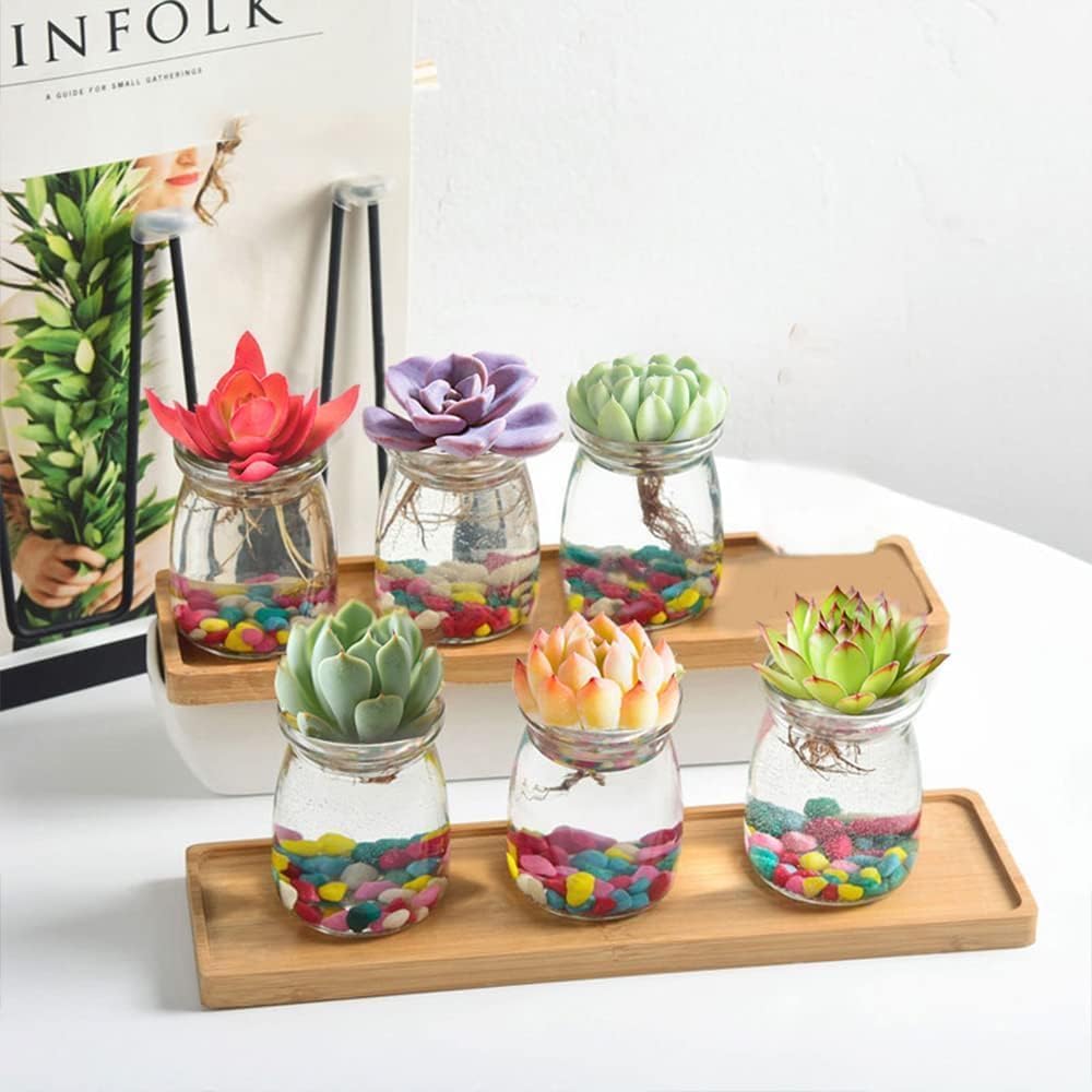 75+ Seeds - Air Purifier Mix Cacti Succulent Seeds Pack For Home Garden Planting - Grow Year Round. - Seeds Ville