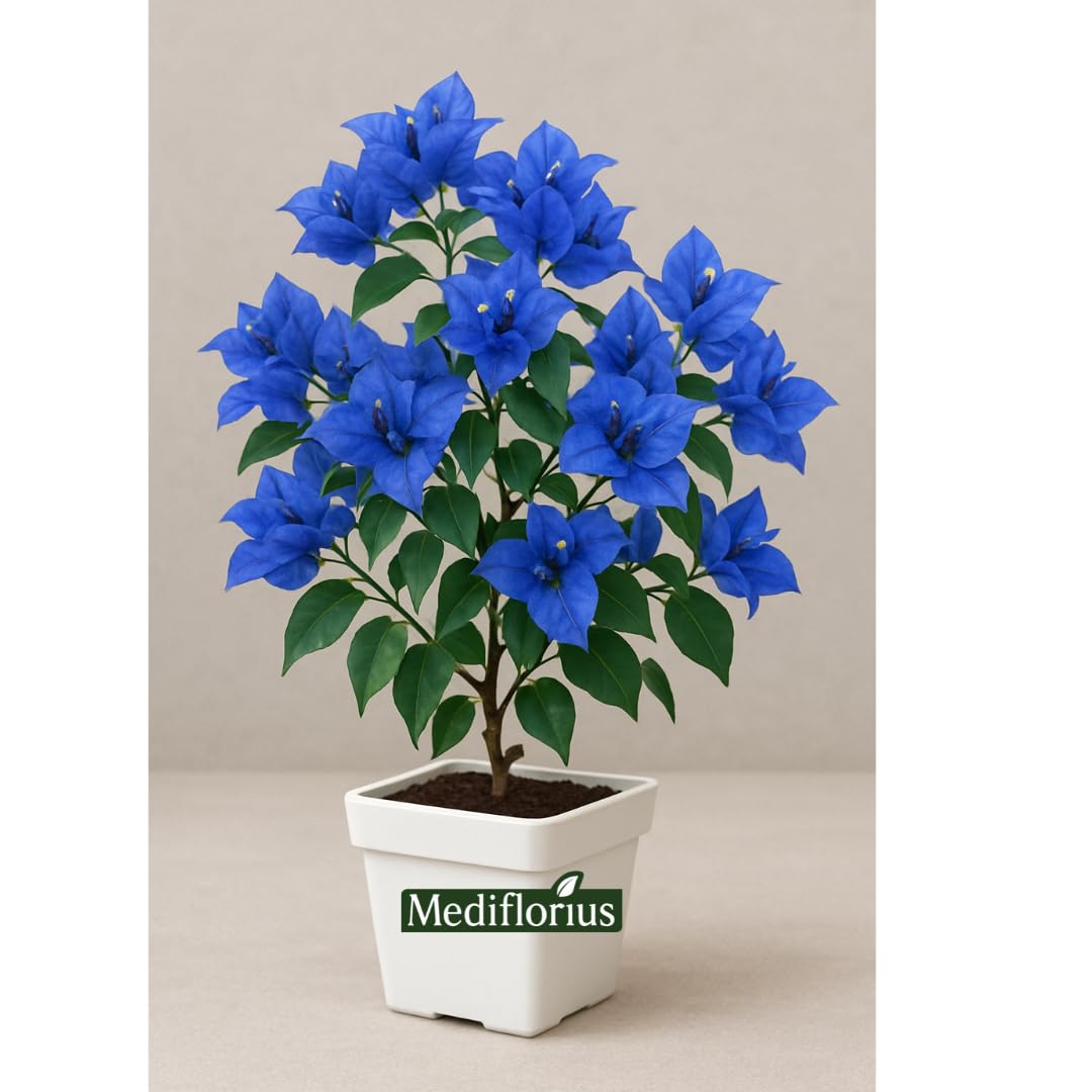 blue bougainvillea plant (LP) Mediflorius Blue Bougainvillea Live Plant (Pack of 1) – Vibrant  Outdoor Flowering Shrub, Drought-Tolerant, Fast-Growing, Perfect for  Garden,