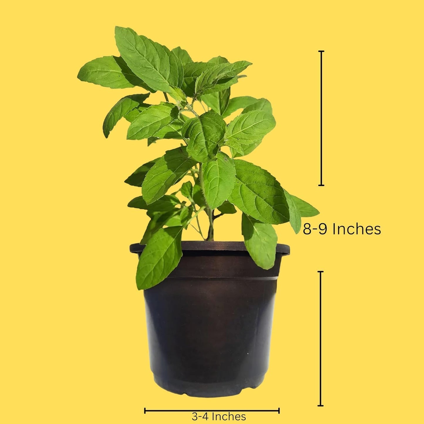 Live Purple Lavender Plant in Black Pot | All Season Fragrant Flowering Tree | Healthy Indoor Outdoor Live Plant for Home Garden & Decoration (LEVENDER PLANT) - Seeds Ville