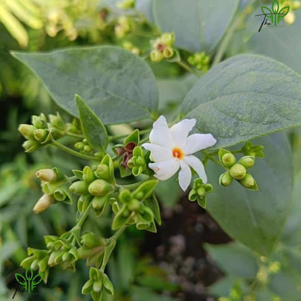 The Green Beach Live Harsingar,Parijat live Plant For Home And Garden With Pot - Seeds Ville