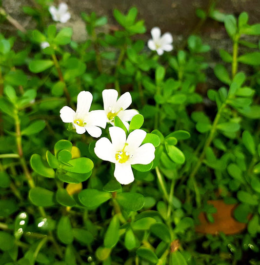 Greenwise Brahmi Herbal & Medicinal Plant (15-20 Live Strings) | Bacopa Monnieri | Ayurvedic Plant with Pot | Non-Aromatic Herb - Seeds Ville