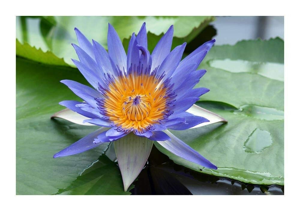 Dwarf Mix Colour Water Lotus Flower Plant Bowl Pond 15 Seeds Pack- Grow Indoor & Outdoor- Gro Year Round. - Seeds Ville