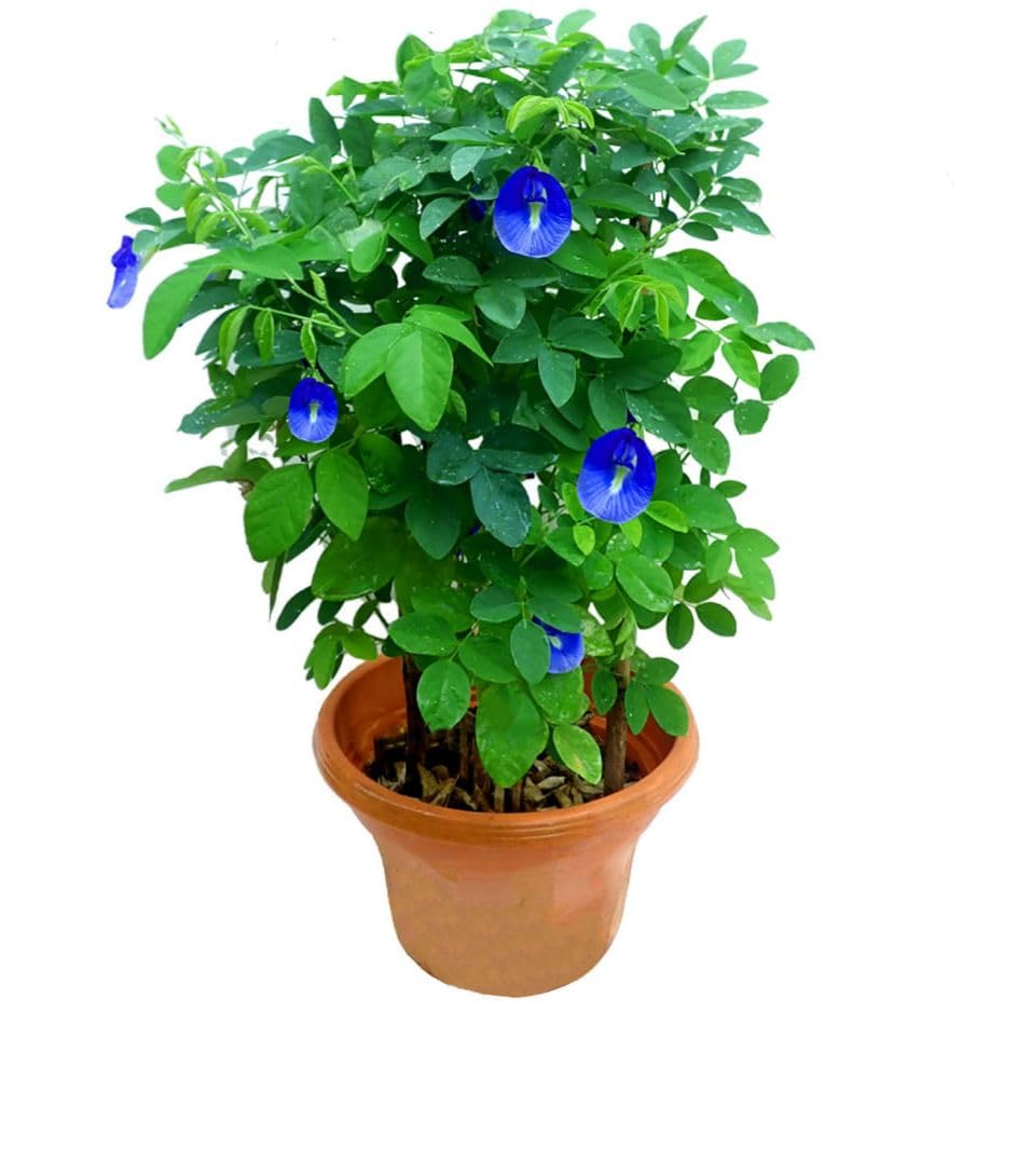 Live Blue Aparajita Flower Climber | Butterfly Pea Asian Pigeonwings Clitoria Ternatea | Live Plant For Herbal and Medicinal Uses with Suitable Pot (Pack Of 1) | BEST FOR DIWALI PUJA AND GIFT - Seeds Ville