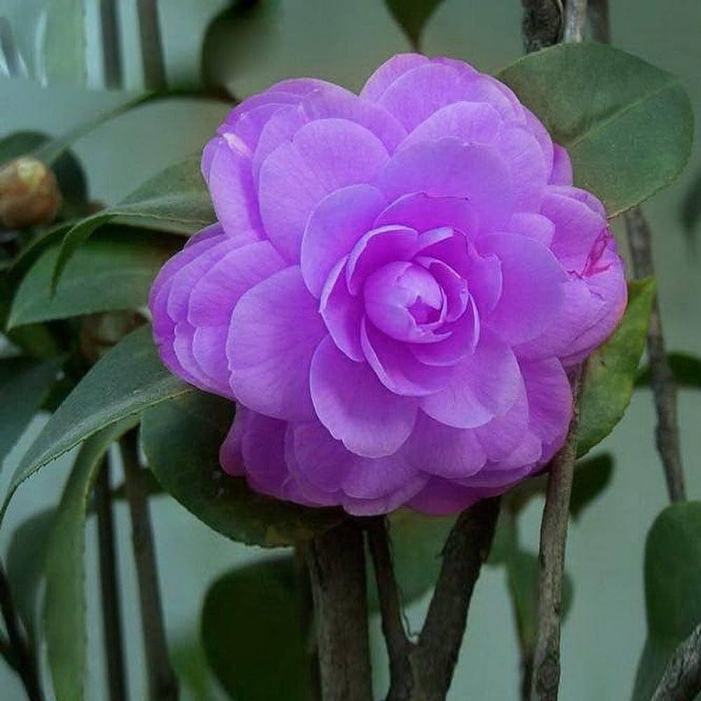 Camellia Magic Violet Shi Shi flower plant Rare Hybrid 1.5 Feet to 2 Feet Tree - Seeds Ville