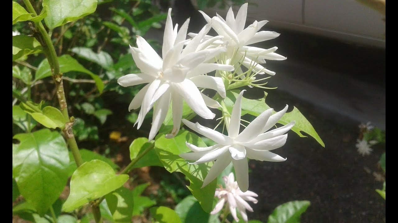 Bahan Traders Live Root Jasmine Plant Highly Fragrant Bela/Jui Flower Plants Live White Mogra/Jasminum sambac/Arabian Jasmine with Grower's Pot/Bag For Home Garden (Pack Of 1) - Seeds Ville