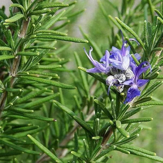 100+ SEEDS- Rosemary Flower Plant Herb Seeds (Hybrid) Grow Year Round. - Seeds Ville