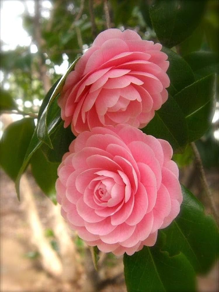 Camelia rose live plant - Seeds Ville
