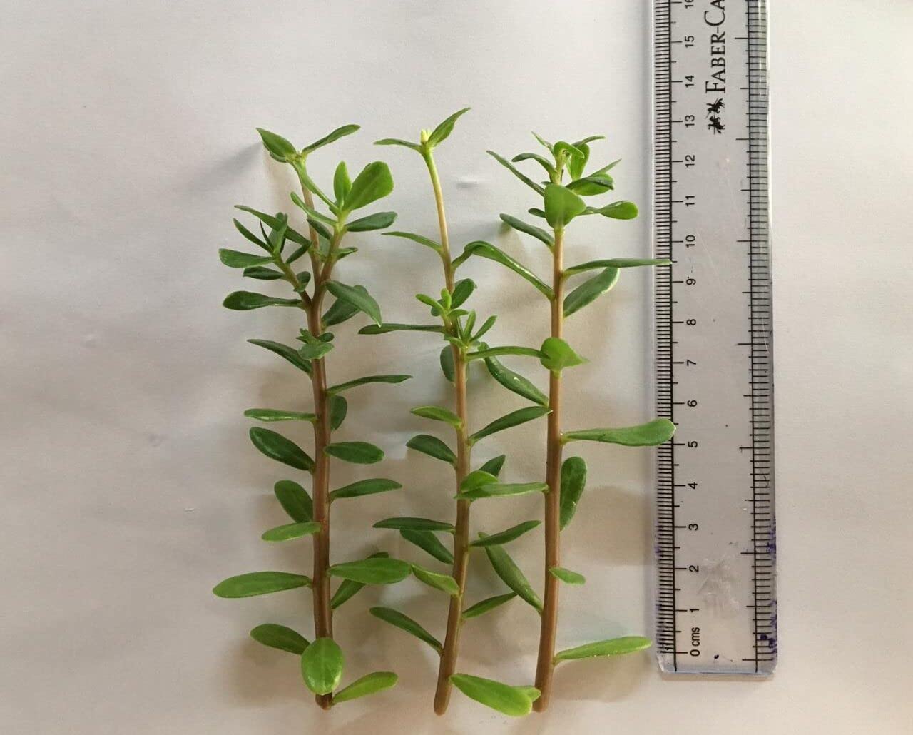 Cypress Portulaca Oleracea, purslane mixed colours Live plant cuttings without roots of 15 Cuttings(5 to 7 colours) - Seeds Ville