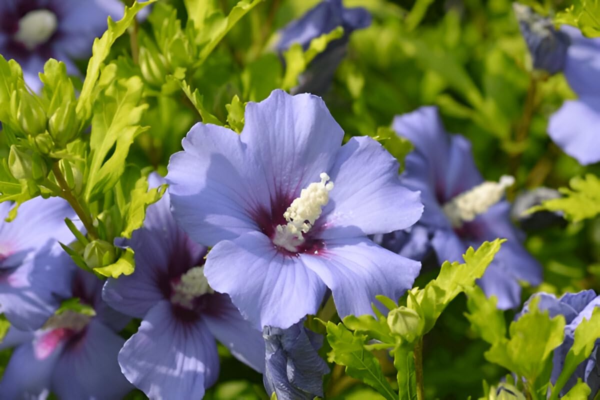 Seeds Ville Live Blue Hibiscus Flower Plant | Exotic Flowering Plant for Home Gardens - Seeds Ville