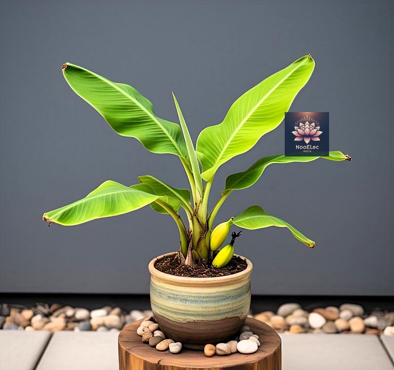 BlimBurn Dwarf Banana Seeds for Planting - 40+ Hybrid Seeds for Indoor/Outdoor Grow, Fast Growing, Easy Care, Year-Round Fruit Production - Seeds Ville