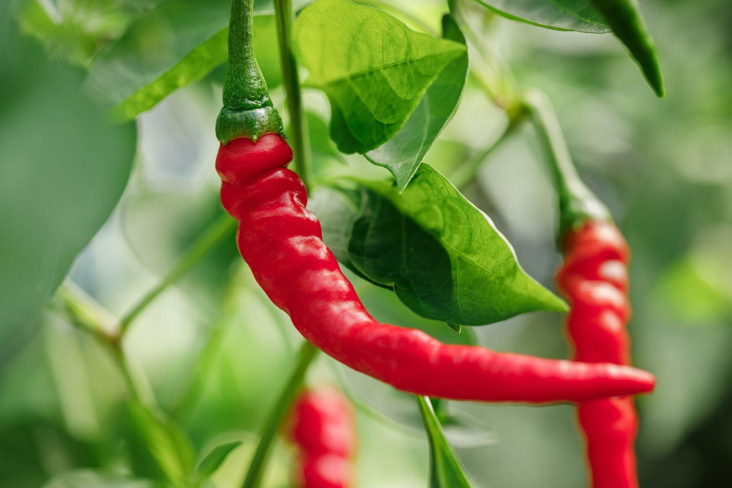 7 Variety Combo Organic Pepper Seeds - 50+ Seeds of Each Type - Over 350 Seeds,Organic Heirloom Varieties.
