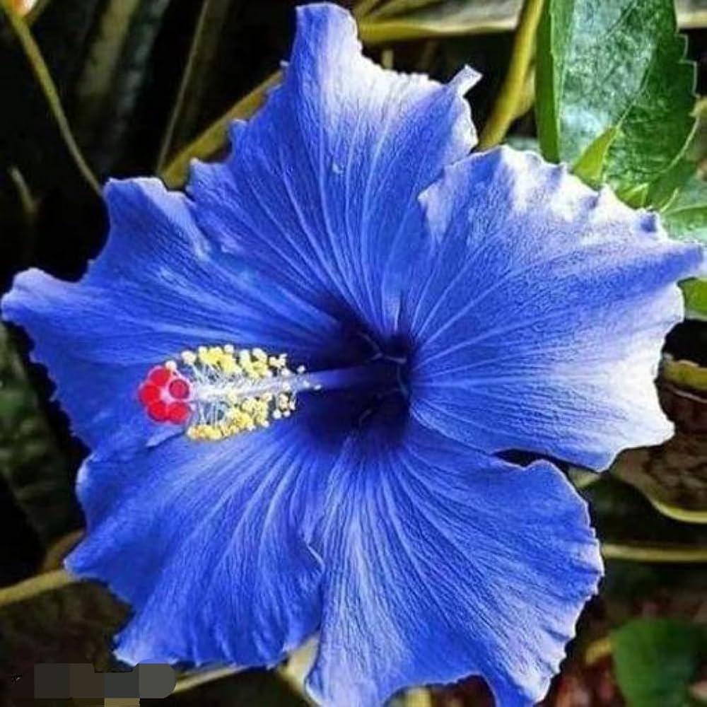 Seeds Ville Blue Hibiscus Live Plant – Organic Flowering Shrub with Exotic Blue Blooms, Lush Green Foliage, Easy-Care Outdoor Ornamental Plant – Pack of 1 - Seeds Ville