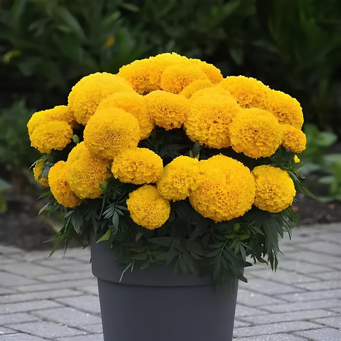BlimBurn 150+ SEEDS- Marigold African & Marigold F2 White Flower Seeds Combo Pack, 75 Seeds Each - Seeds Ville