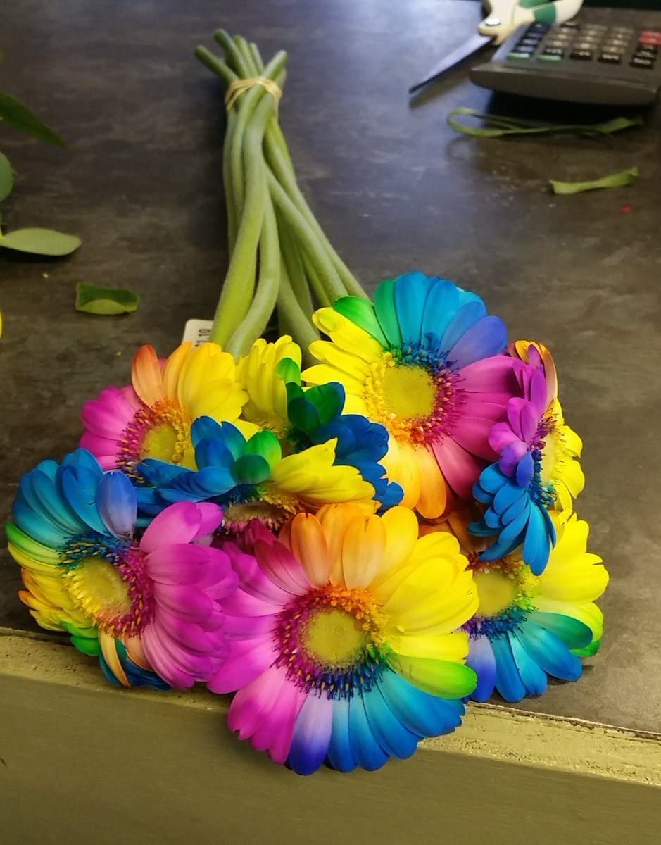 NooElec Seeds India E Garden Hybrid All Season Flower Seeds For Home Garden - 30 Seeds Pack (Gerbera Mix Seeds) - Seeds Ville