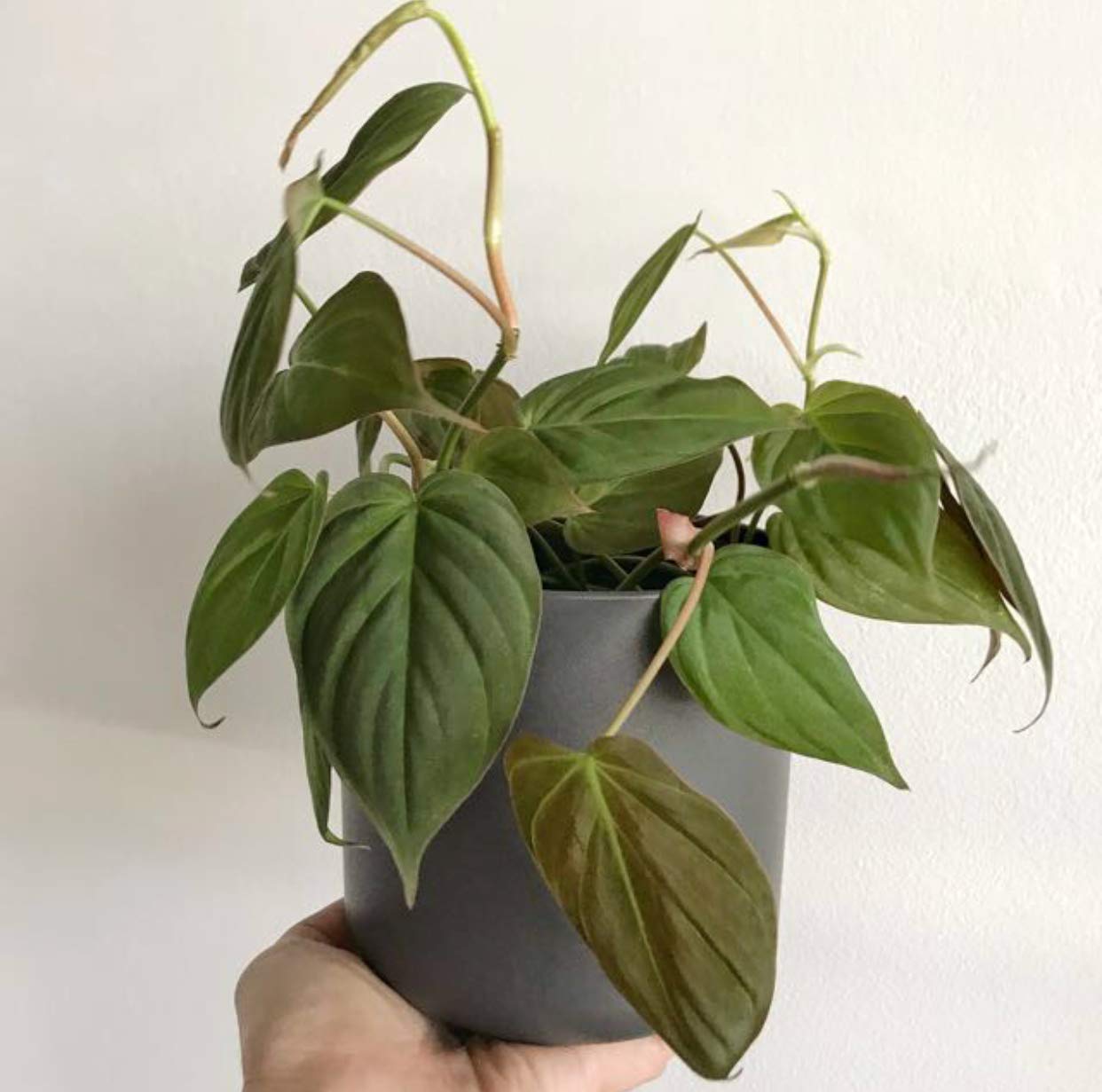 The Four Seasons Philodendron Micans | Velvet Leaf | Hederaceum | Rare Natural Live Plant in Pot