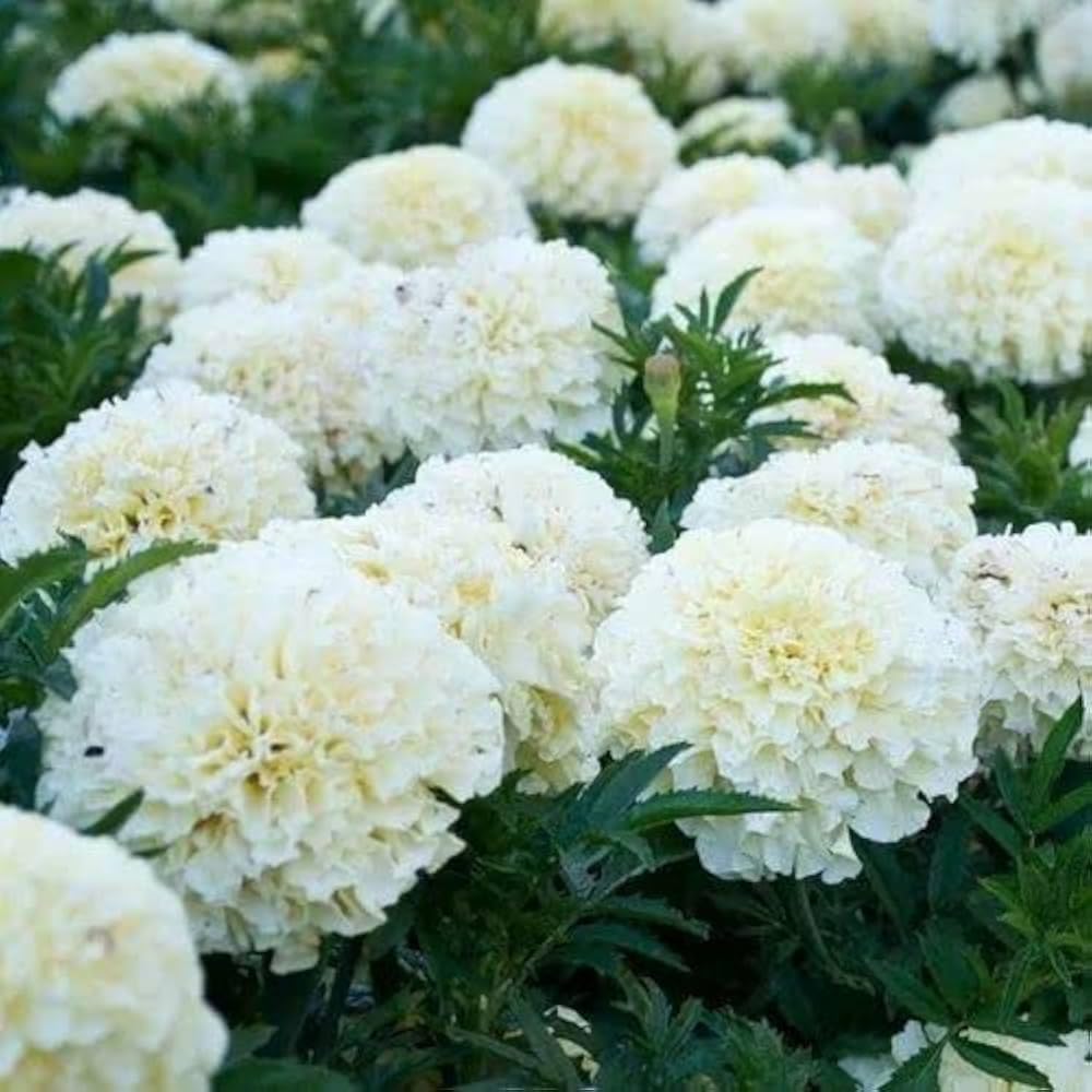 BlimBurn 150+ SEEDS- Marigold African & Marigold F2 White Flower Seeds Combo Pack, 75 Seeds Each - Seeds Ville