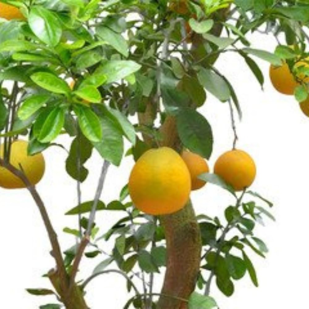 Dishita - Go Green Live Grafted Pomelo Fruit Plant - 2 Feet Height - Also Known As Pomello, Pummelo, Pommelo, Pumelo, Pamplemousse, Lusho Fruit, Jambola - Delicious Homegrown Citrus Tree