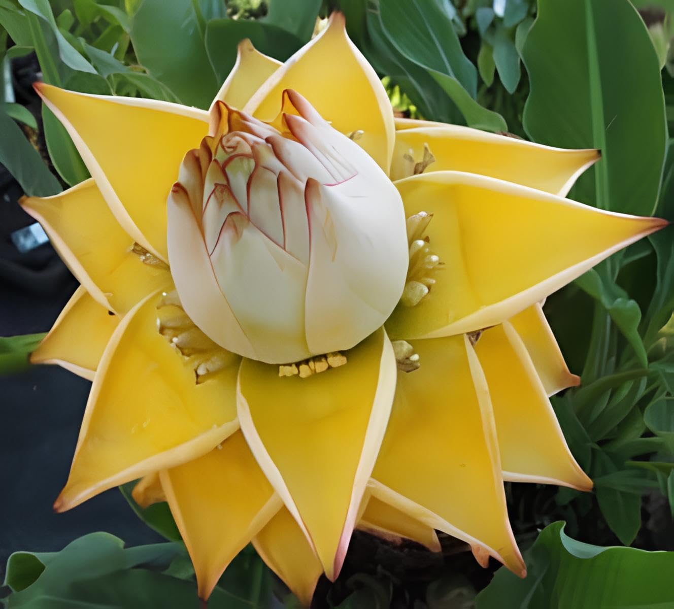 NooElec Seeds India Golden Colors Lotus Water Lily -15 Seeds Pack - Seeds Ville