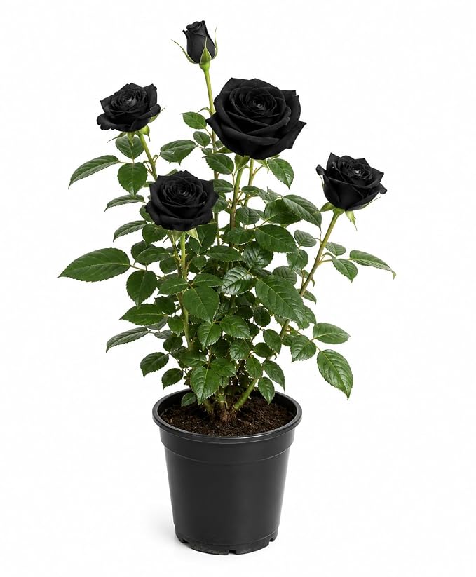 Seeds Ville Rare Black Rose Live Flowering Plant Pack of 1