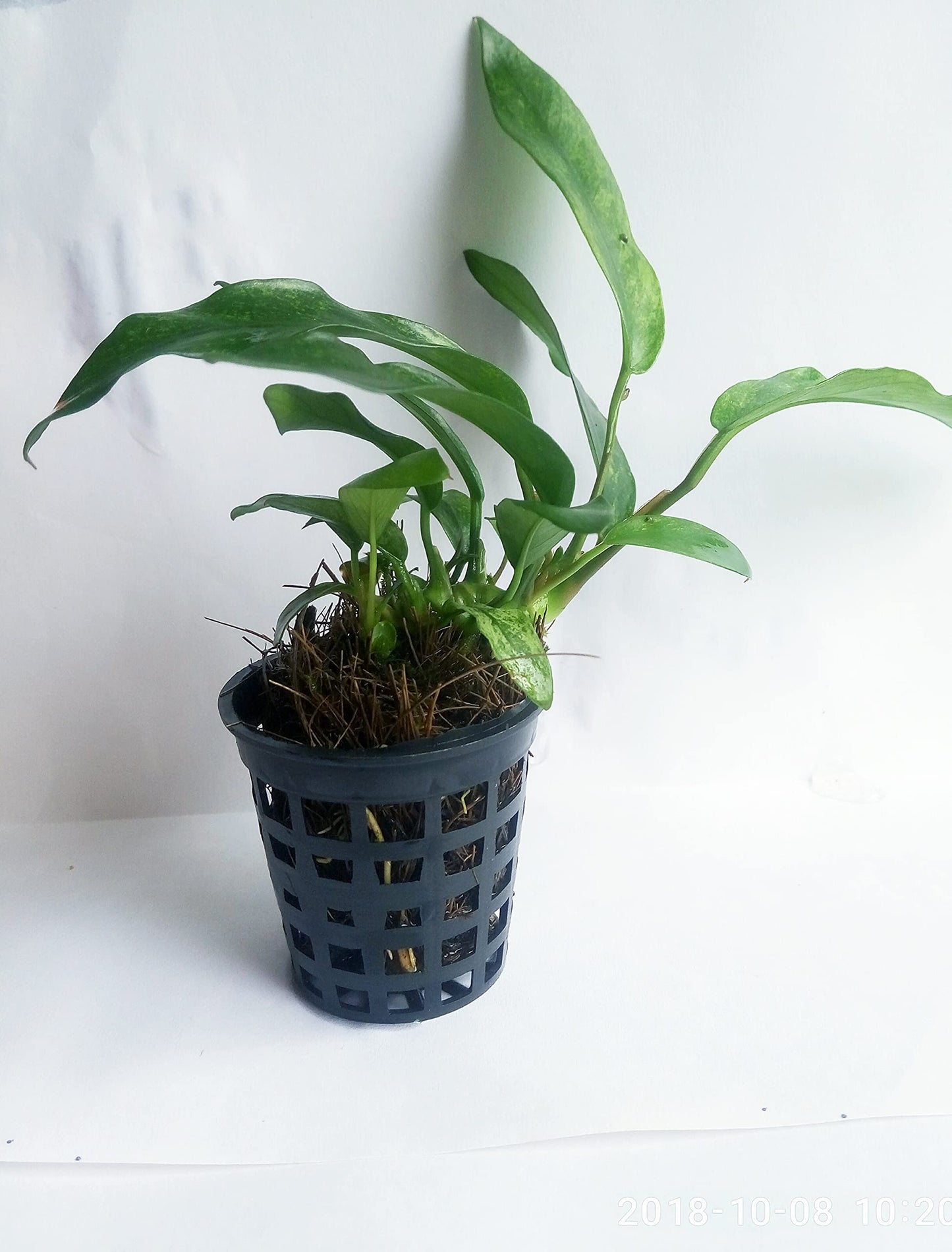 Java Moss Vesicularia dubyana Aquarium Live Plant | Loose Bunch