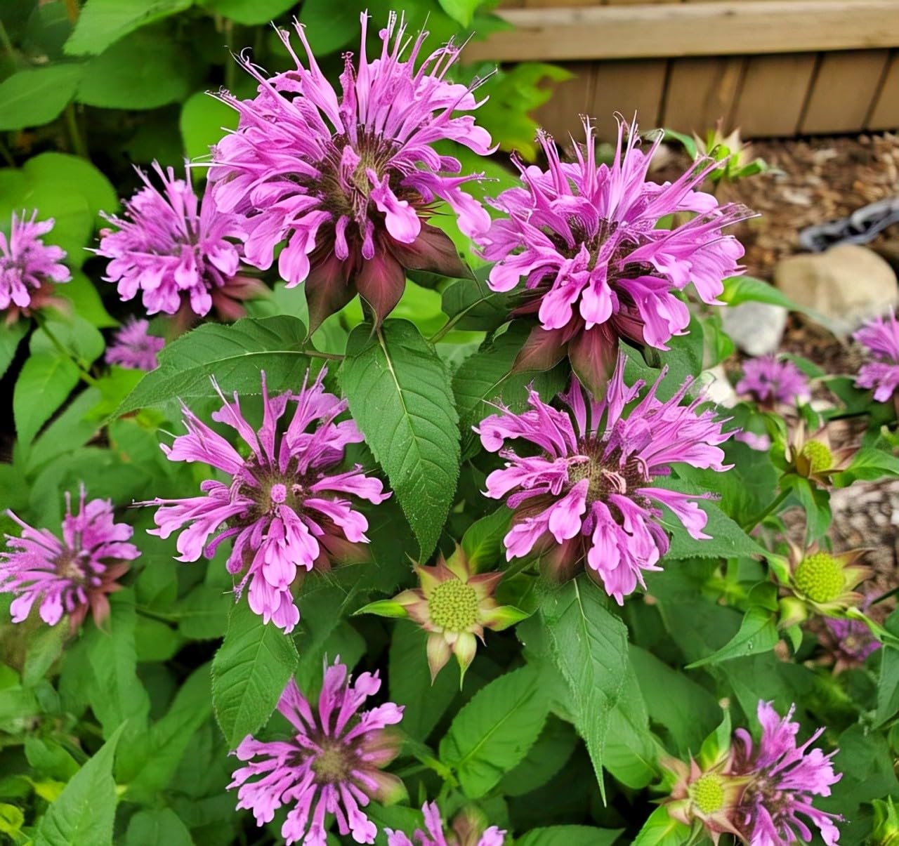 BlimBurn Bee Balm Flower Seeds (50 Pcs) - Natural Insect Repellent for Gardens- Grow Year Round. (All In One Mix) - Seeds Ville