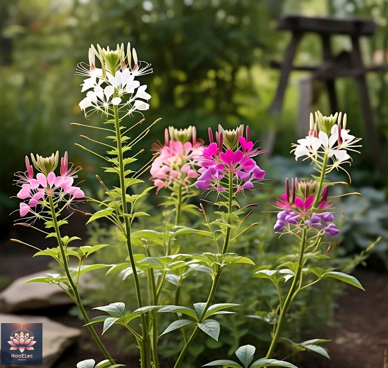 35+ SEEDS- Cleome Flower Seeds For Planting - Easy to Grow, All Year Bloom, Low Maintenance - Seeds Ville