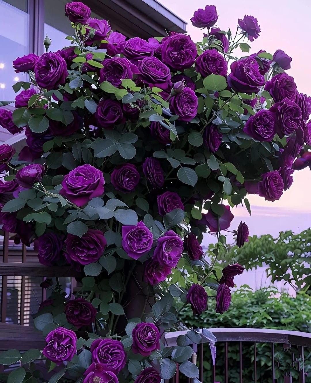 Imported Climbing Rose Flower seeds for Home and Kitchen Gardening Pack 80 to 100 seeds (MIXEDCOLOR SHADE-3)