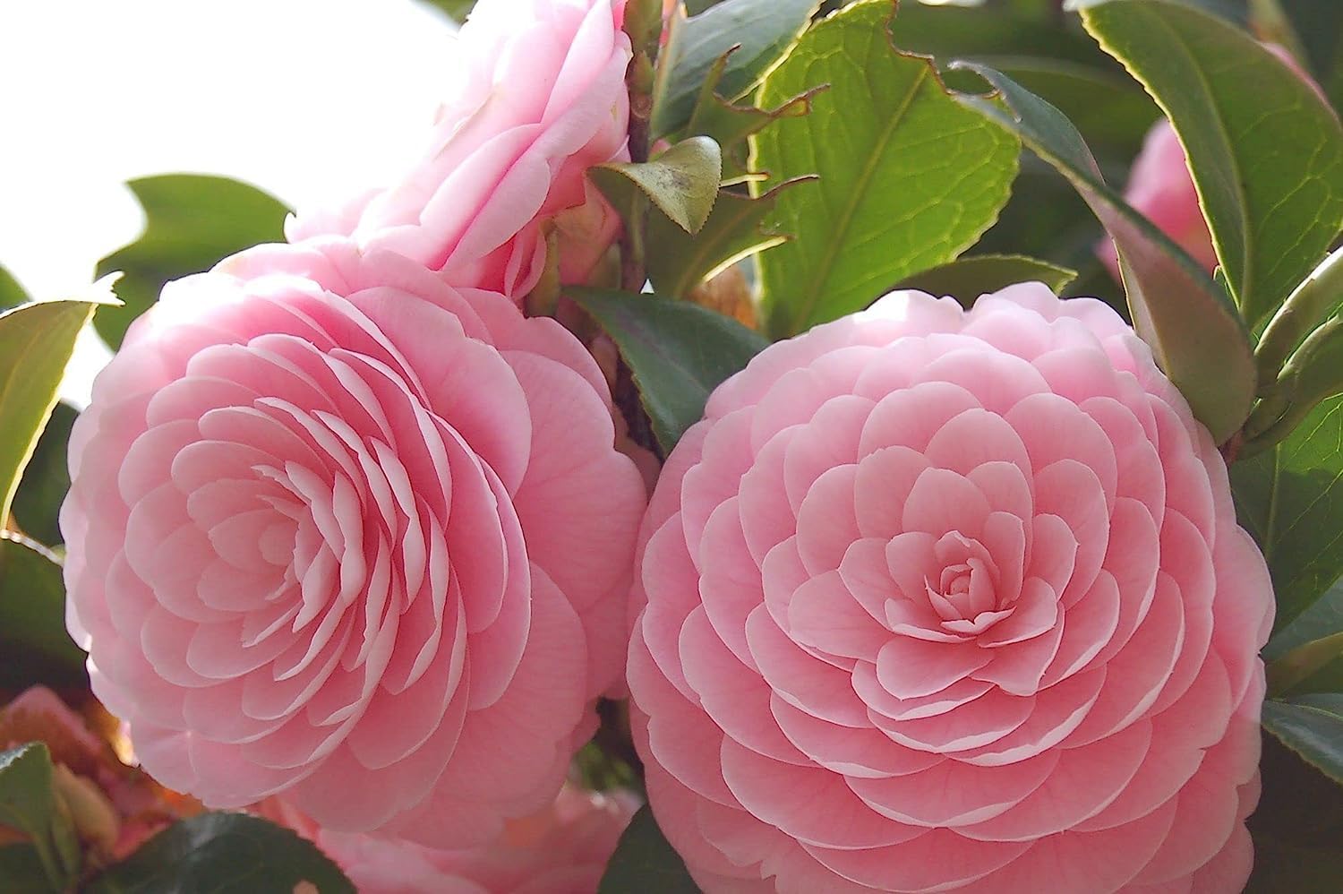 Zxxyanbi Live Rare (Combo-2) Camellia Red+Pink Perfection flower Live Plant Rare Hybrid (Height 1.5-2 Feet) Original Rare Live Flower Plant for Home Garden Balcony Bush Indoor Outdoor Shrubs Tree - Seeds Ville