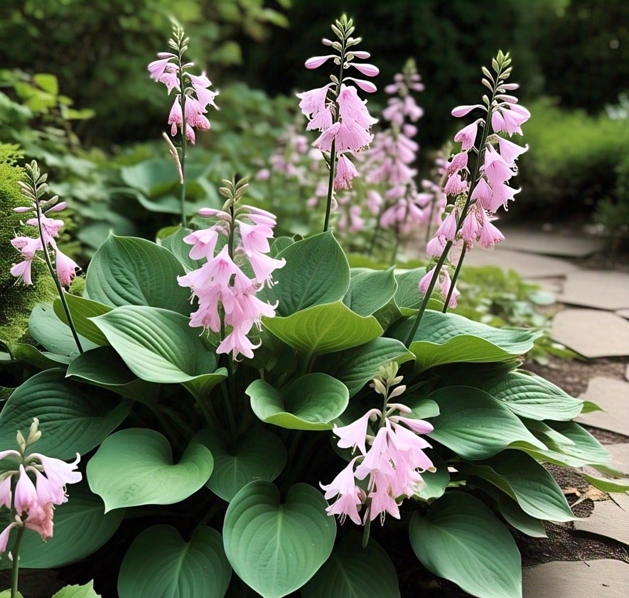 BlimBurn : All Seasons : 60 Hosta Flower Seeds, Hybrid, Grow Year-Round, Low Maintenance, Easy Grow - Other Names- Plantain Lily, Funkia, फंकिया, प्लांटन लीली (ALL IN ONE (MIX)) - Seeds Ville