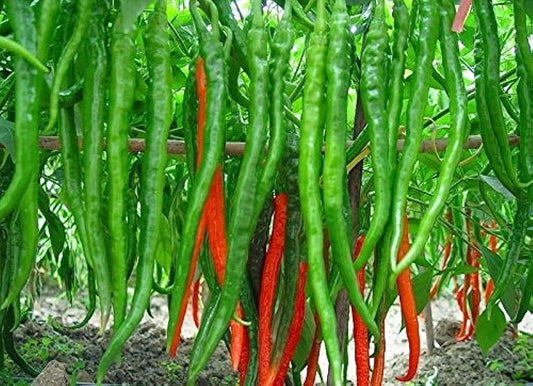 ORGANIC CHILLI SEEDS HOT JWALA HYBRID 100 Seeds - Hybrid Seeds - Seeds Ville