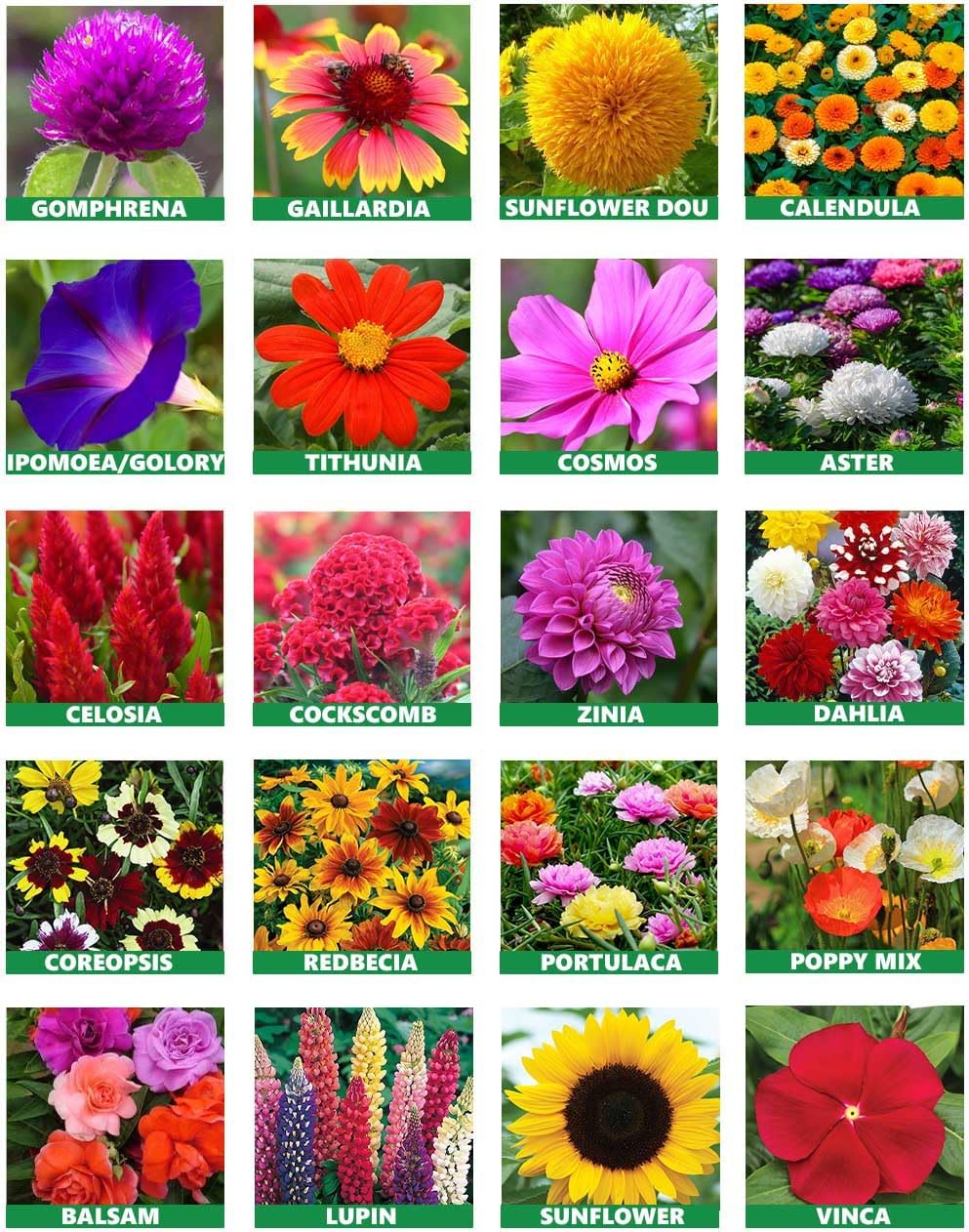 Low Maintenance Hybrid Flower Seeds Combo Pack- All Year Flower Seeds Supply (15 VARIETIES) - Seeds Ville
