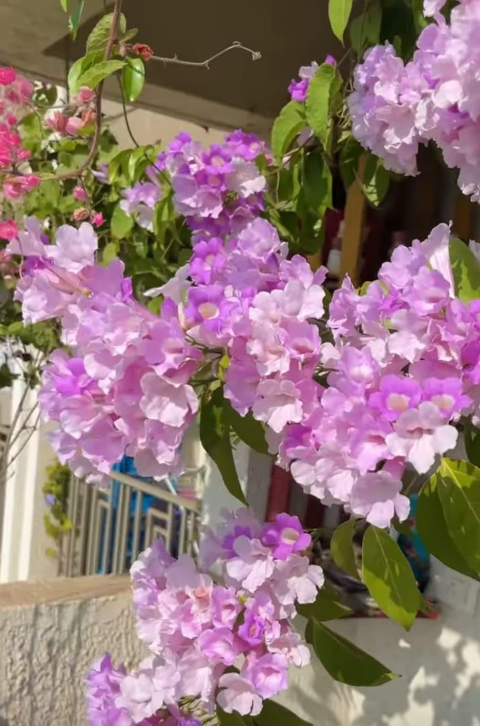 ZXXYANBI Rare Garlic Vine (Mansoa alliacea) Ajos Sacha, False Garlic, Garlic Creeper Live Plant (Height 1-2 Feet) Air Layered, flowering climbing vine mildly fragrant, 1 Healthy Plant For Home Garden - Seeds Ville