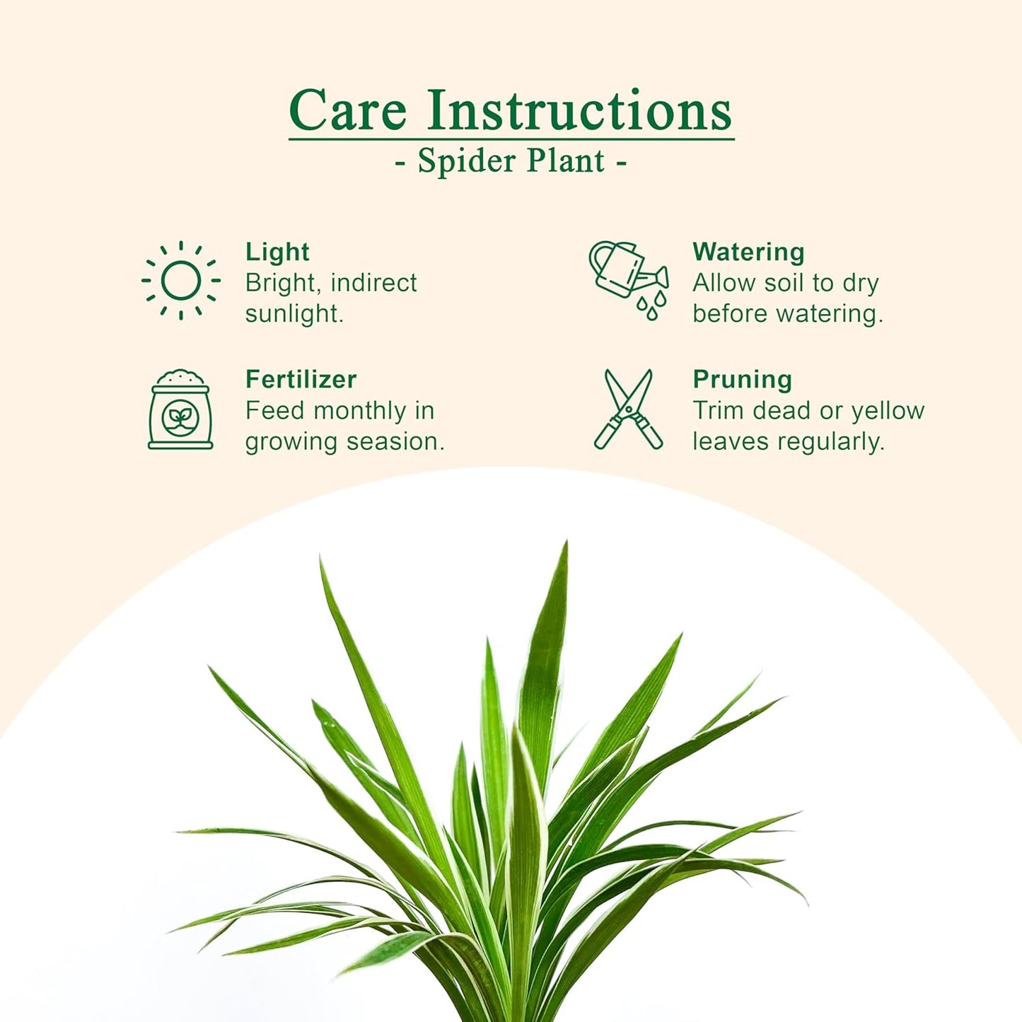 Spider Plant With 4 inch White Grow Pot | Live Indoor Plant for Home & Office | Air Purifying & Easy to Care | Grown in Premium Potting Mix - Seeds Ville