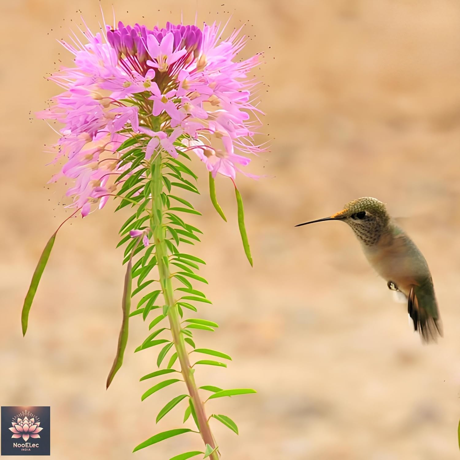 35+ SEEDS- Cleome Flower Seeds For Planting - Easy to Grow, All Year Bloom, Low Maintenance - Seeds Ville