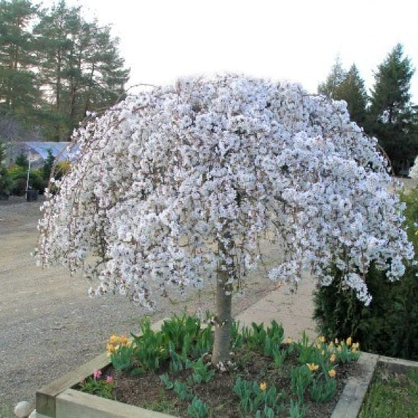 Dwarf Weeping White Cherry Tree 5 Seeds Beauty White Privacy Screen Ornimental Tree Great for Planting - Seeds Ville