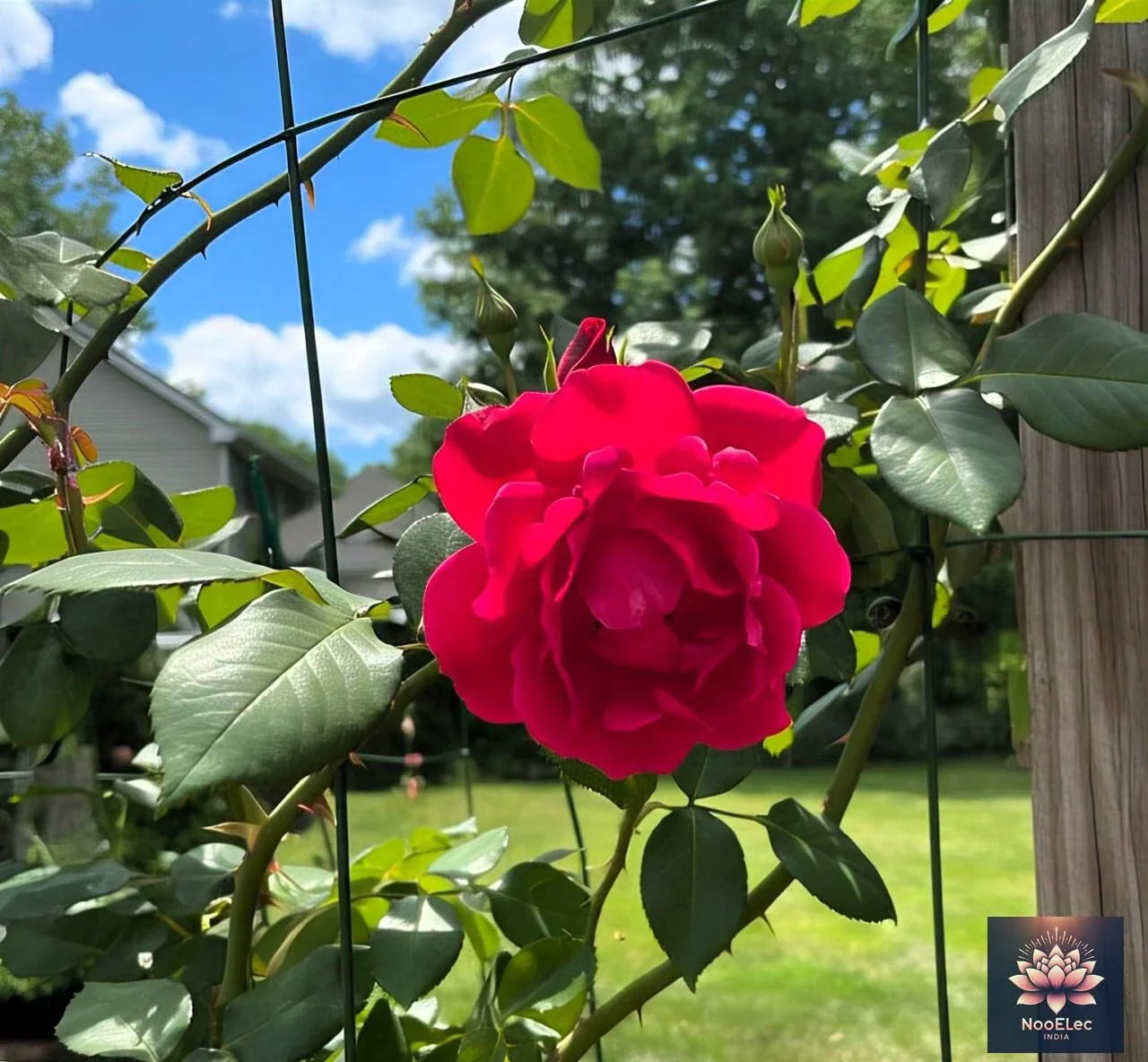 Climbing Rose Flower Seeds, 60 Seeds Pack - Hybrid, Year-Round Blooms, Minimal Care (MIX) - Seeds Ville