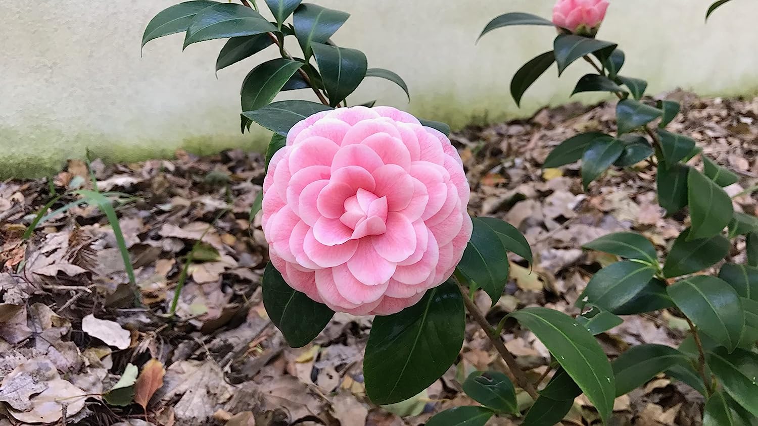 Camellia Pink Perfection flower Live Plant Rare Hybrid (Plant Height 1.5-2 Feet) Live Flower Plant for Home Garden Indoor Outdoor Shrubs Tree - Seeds Ville