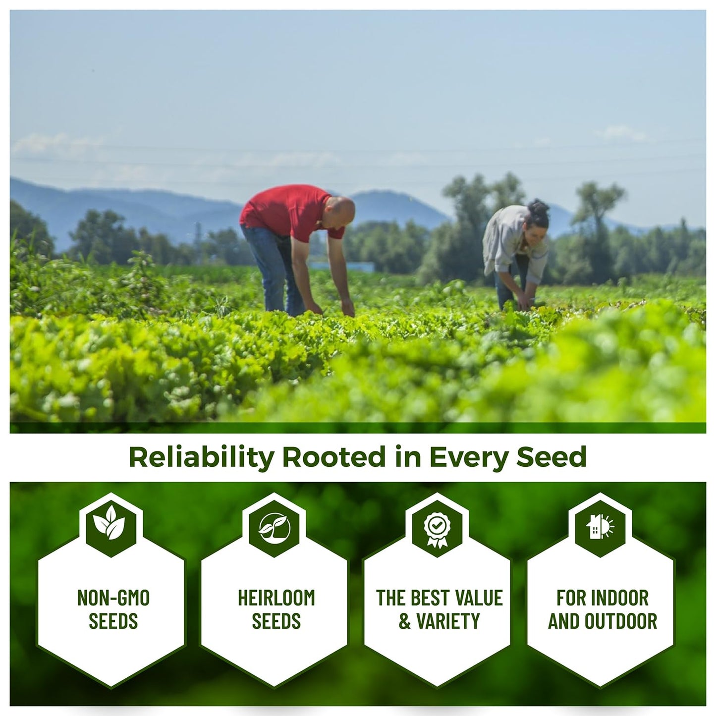 50 seeds Ground Cherry aka Strawberry Husk Tomato Physalis Pruinosa Tomatillo - Seeds Ville