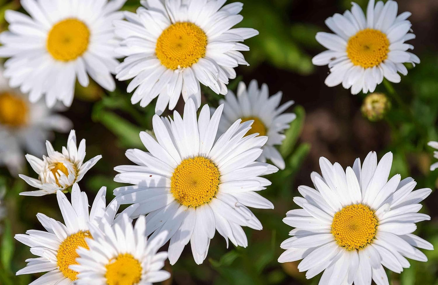50+ Seeds- White Chrysanthemum Shasta Daisy Wild Flowers Seeds For Planting- Grow Year Round. - Seeds Ville