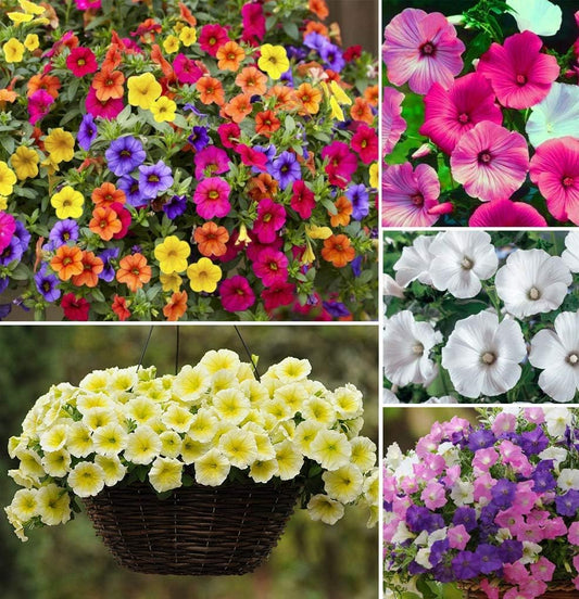 100+ Seeds- Dwarf Variety Petunia Mix Flower Seeds For Planting Home Garden - Bloom Year Round - Seeds Ville