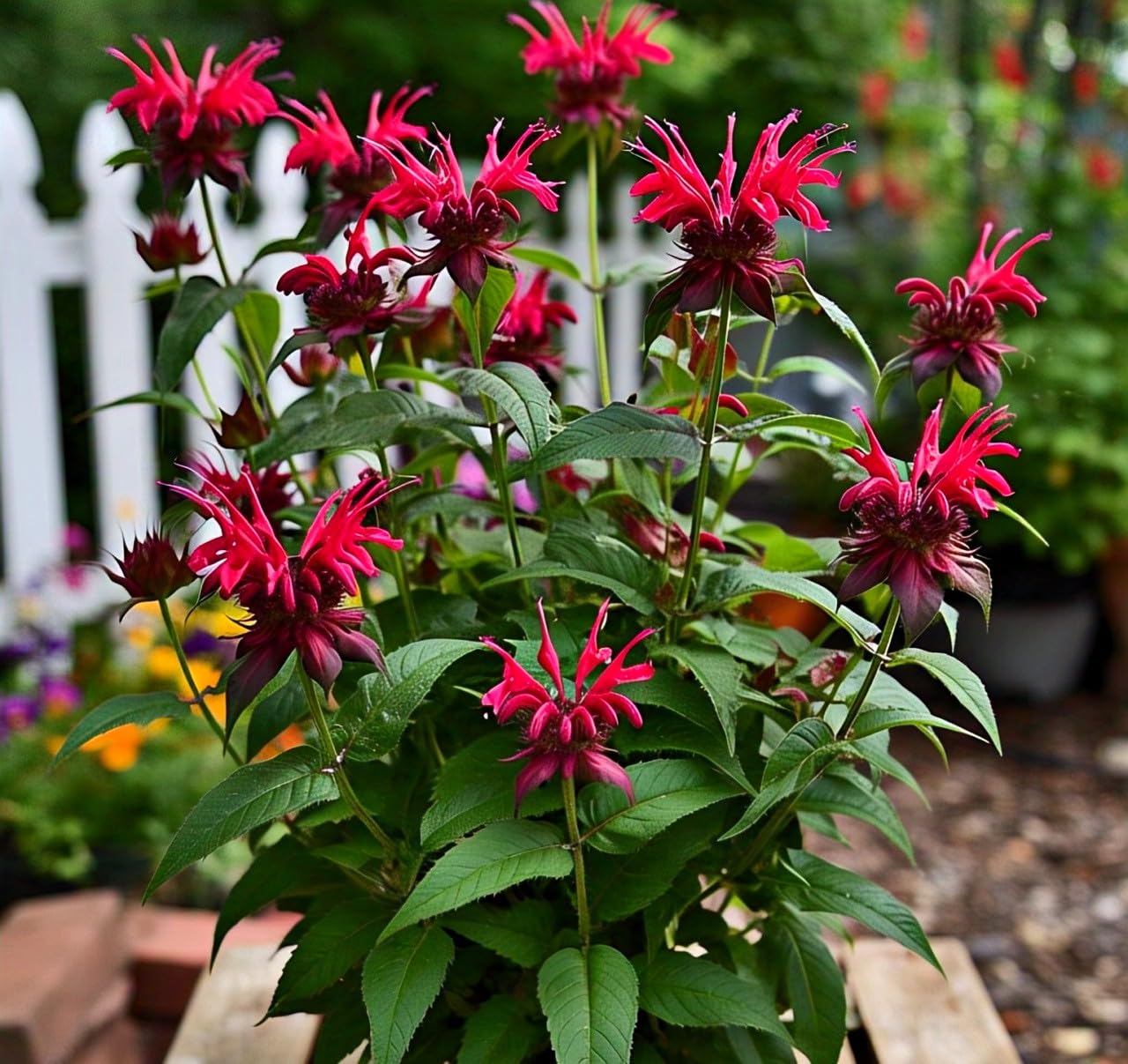 35+ Seeds- Bee Balm Flower Seeds - Natural Insect Repellent - Grow Year Round - All India - Seeds Ville