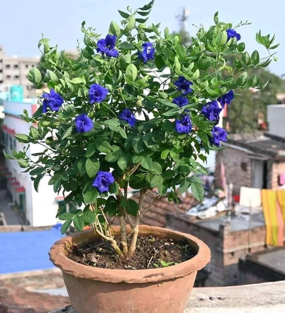 Live Blue Aparajita Flower Climber | Butterfly Pea Asian Pigeonwings Clitoria Ternatea | Live Plant For Herbal and Medicinal Uses with Suitable Pot (Pack Of 1) | BEST FOR DIWALI PUJA AND GIFT - Seeds Ville