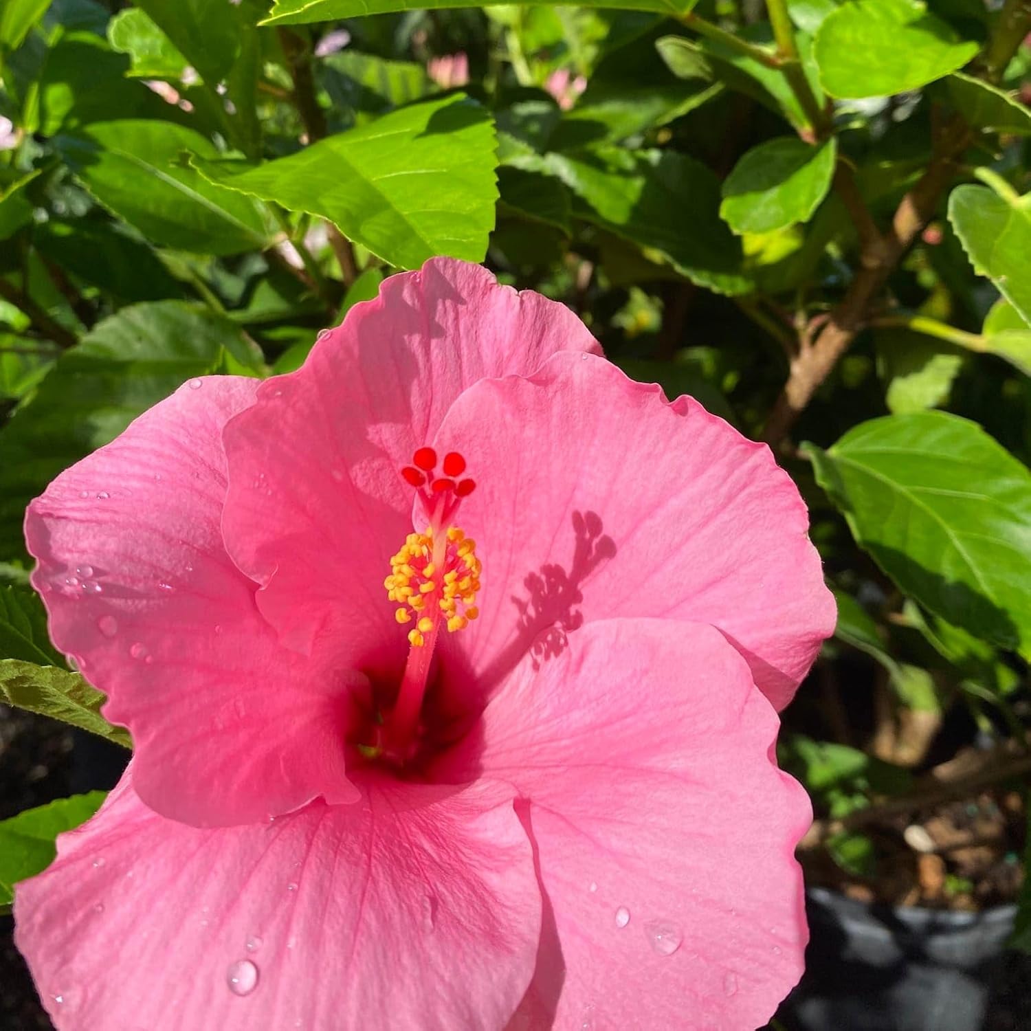 Pink hibiscus live plant with flower, 1-2 Feet Height, Indoor Flowering Plant, Full Sun, Year Round Blooming (Pack of 1) - Seeds Ville